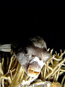 Found this fellow, on night dive North Reef Marsa Shagra.... by Maria Machin 